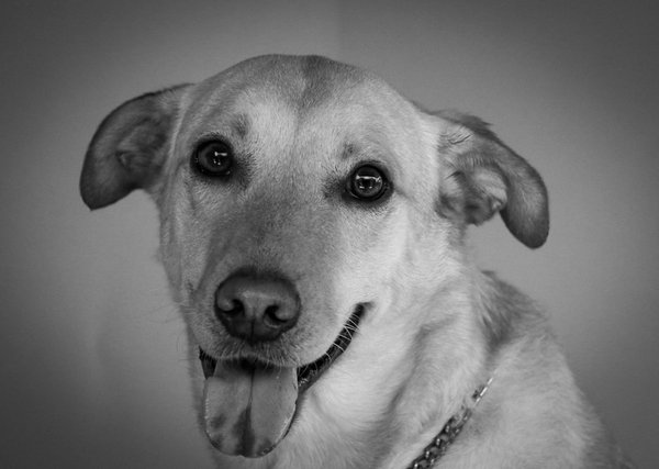 Welche Tiere ern√§hren sich haupts√§chlich von anderen Tieren?