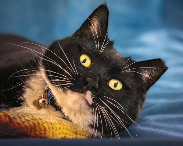 Welche Tiere bilden Symbiosen mit anderen?