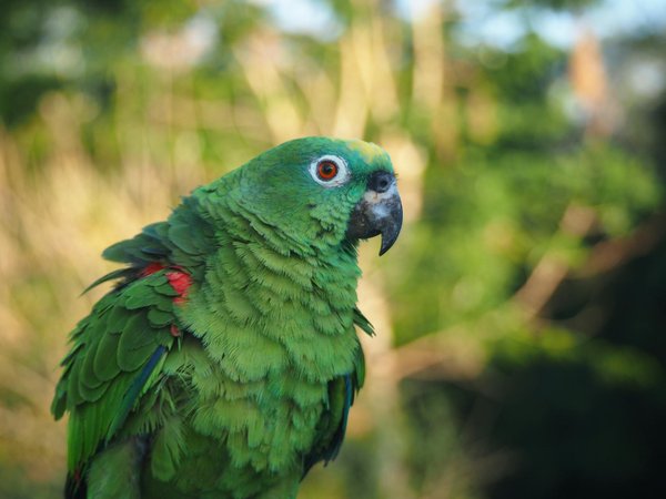 Welche Katzenrassen sind besonders kinderfreundlich?